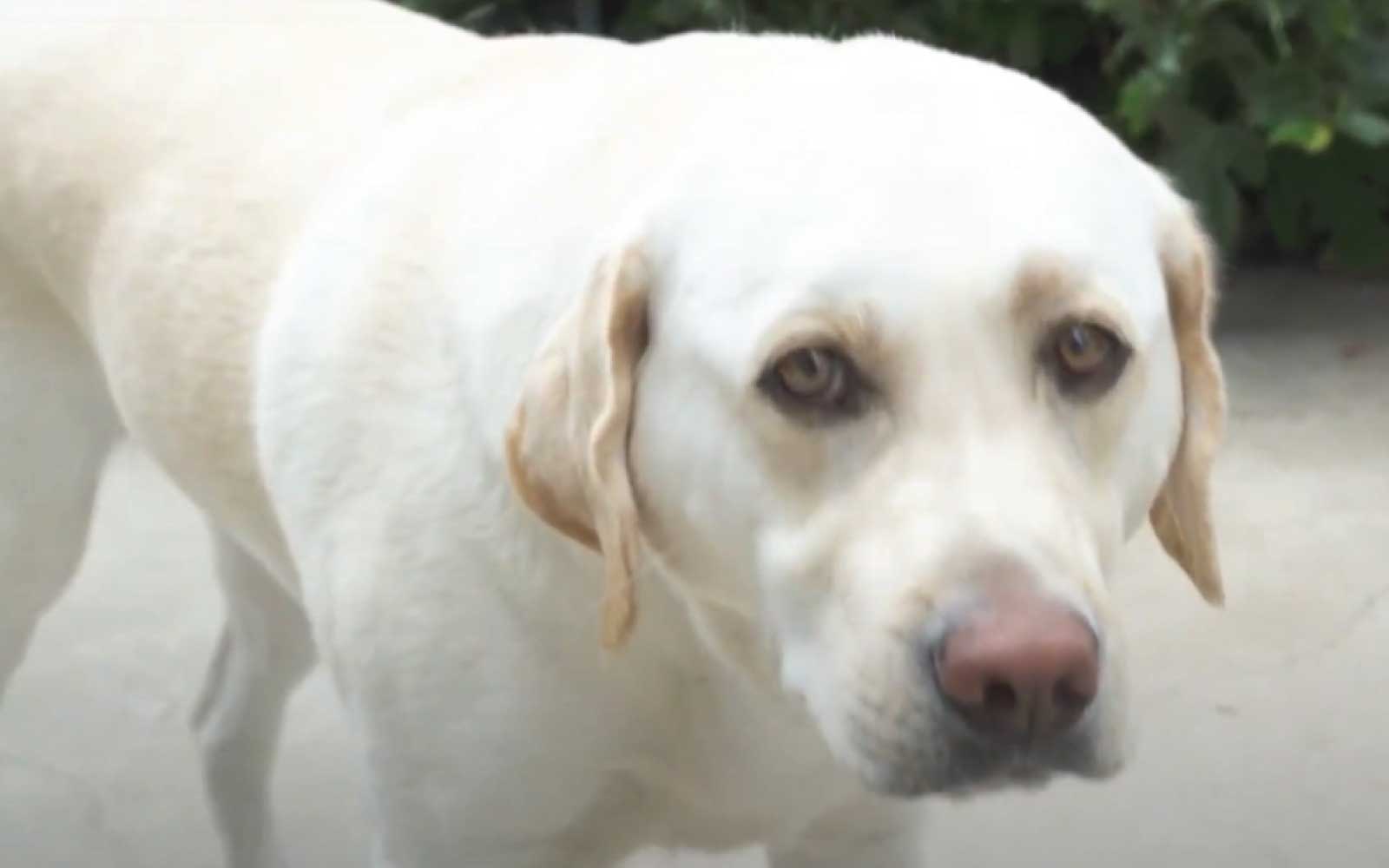 tint-school-online-review-story-5